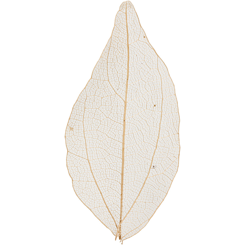 Skeleton Leaves, L: 4,5-8 cm, natural, 20 pc