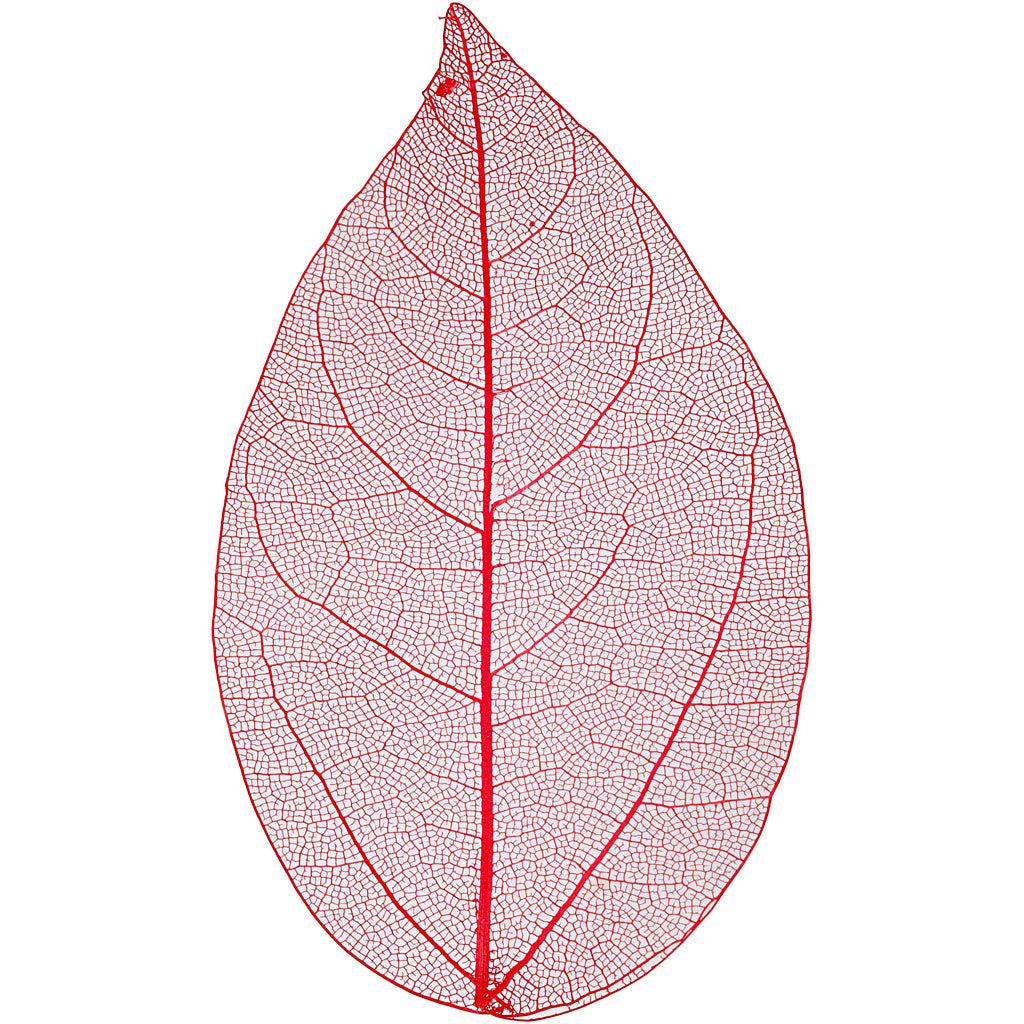 Skeleton Leaves, L: 6-8 cm, red, 20 pc