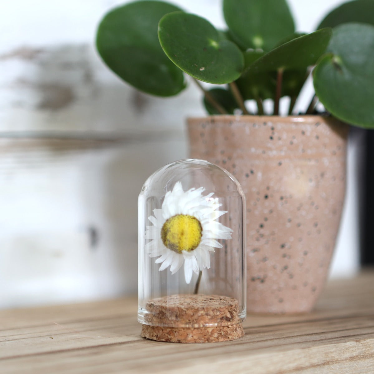 Mini-Stolpersteine aus Glas Ø4cm | H: 6cm | Mit Kork (6 Stück) [IFS-29410]