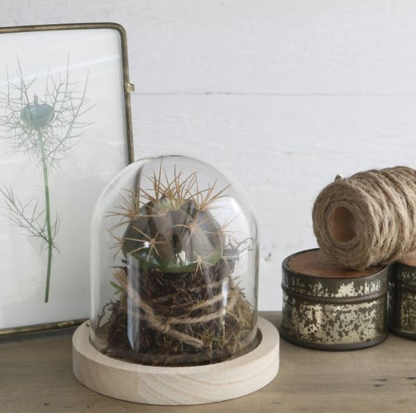 Glaskuppel mit Holzsockel 10x10cm (1 Stück) [IFS-29421]