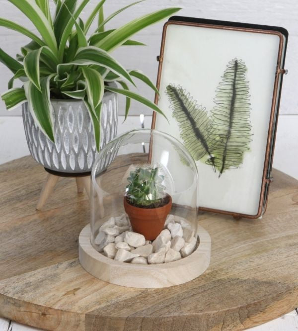 Glaskuppel mit Holzsockel 10x10cm (1 Stück) [IFS-29421]