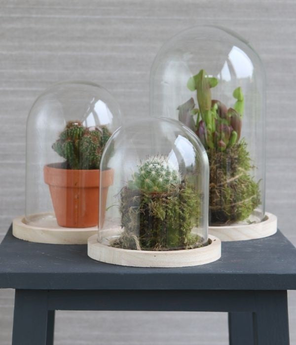 Glaskuppel mit Holzsockel 12x16cm (1 Stück) [IFS-29423]