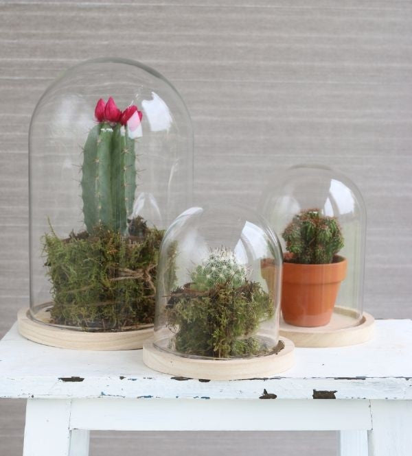 Glaskuppel mit Holzsockel 17x25cm (1 Stück) [IFS-29425]