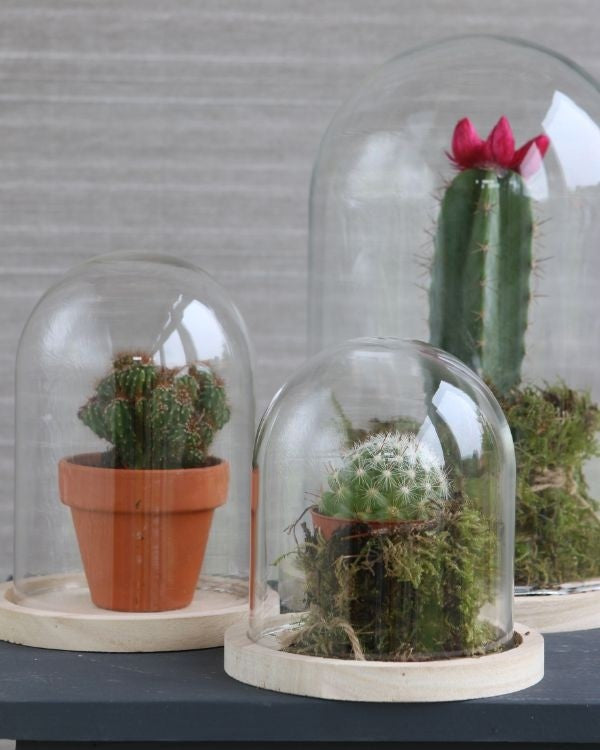 Glaskuppel mit Holzsockel 17x25cm (1 Stück) [IFS-29425]