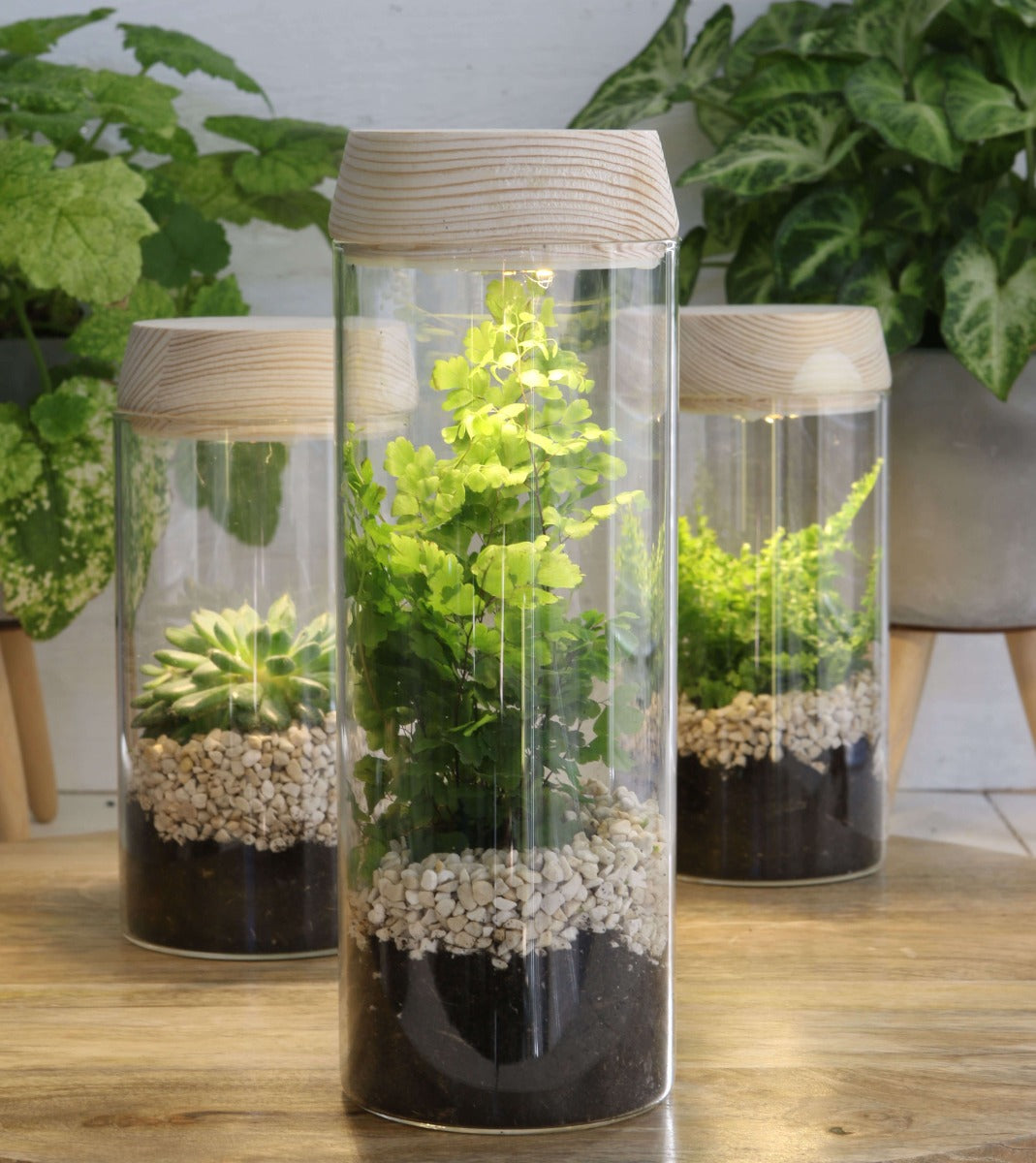 Glaszylinder mit LED im Holzdeckel bestellen