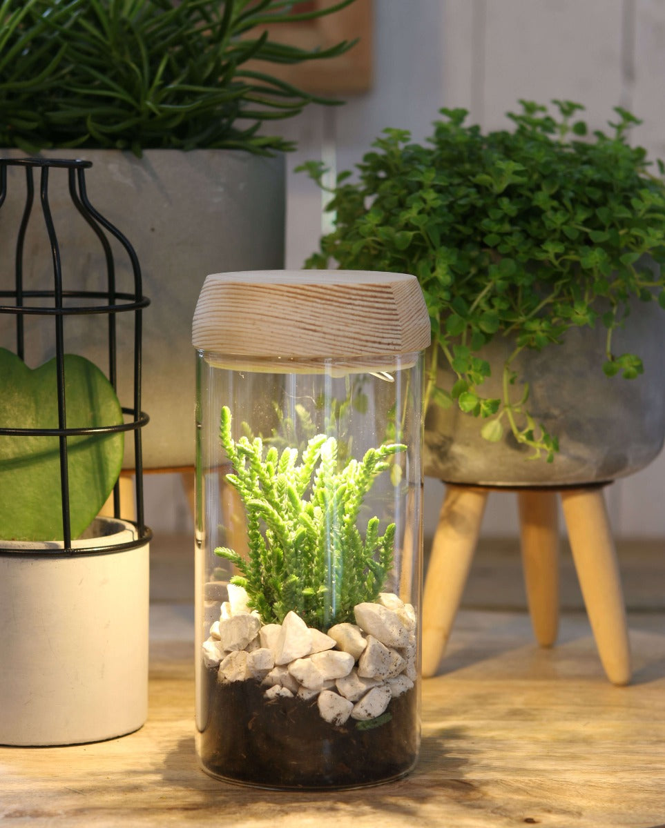 Glaszylinder mit LED im Holzdeckel bestellen
