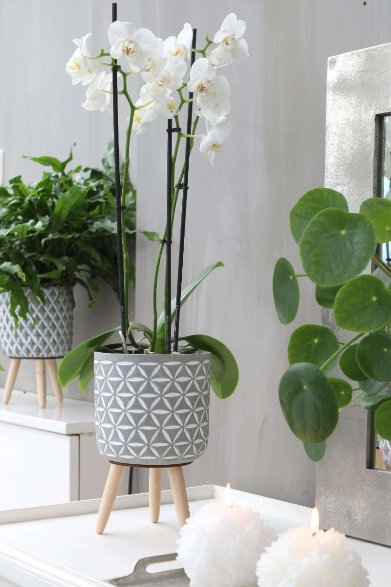 Blumentöpfe Zement mit Holzbeinen | H: 21.5cm (6 Stück) [IFS-33015]