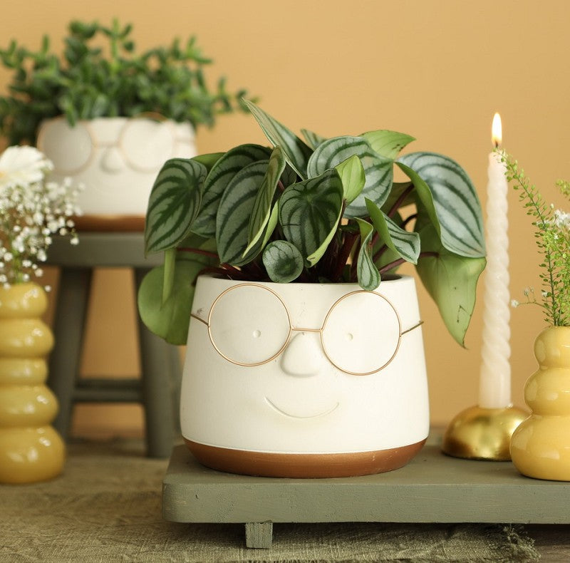 Topf mit Brille Gold Ø13,5 h: 10,5 cm (6 Stück) [IFS-33098]