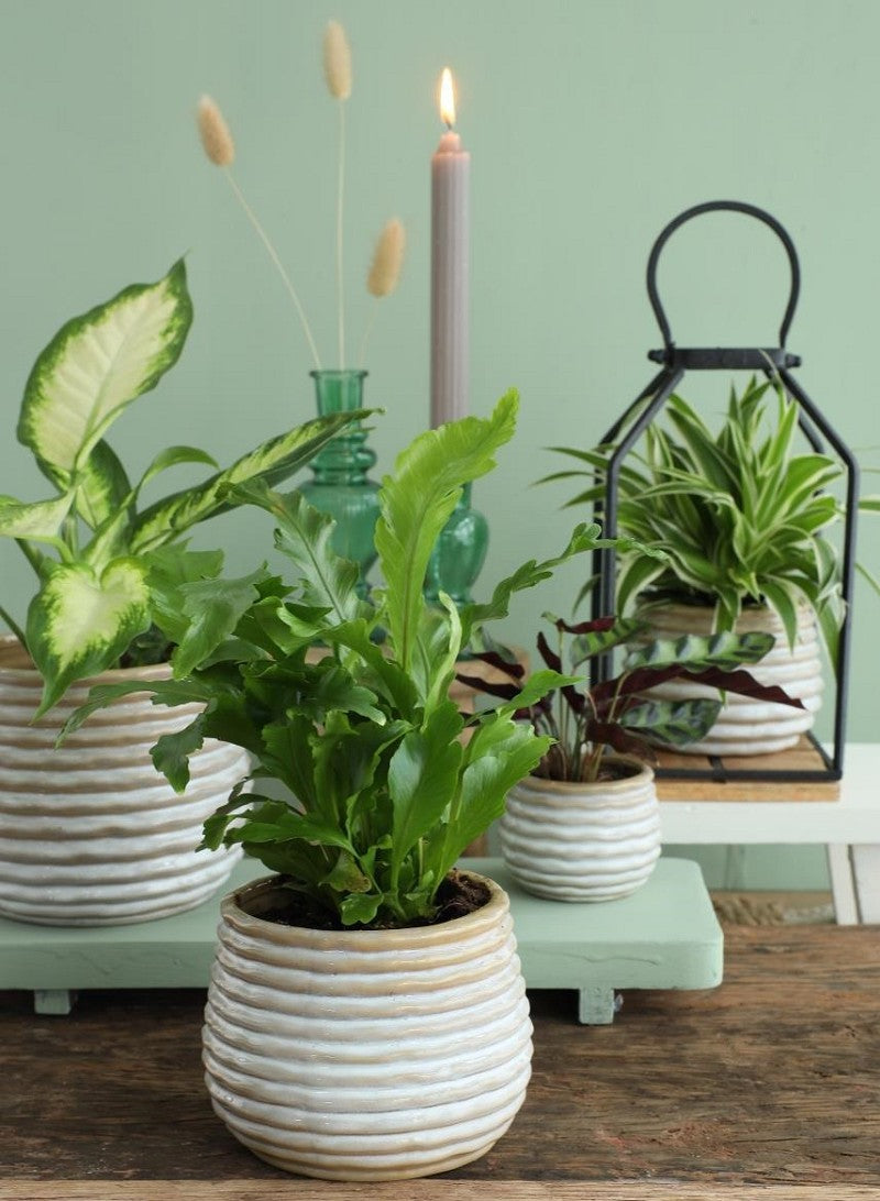 Topf Rise Creme Ø8,5 x h: 11,5 cm (9 Stück) [IFS-33963]