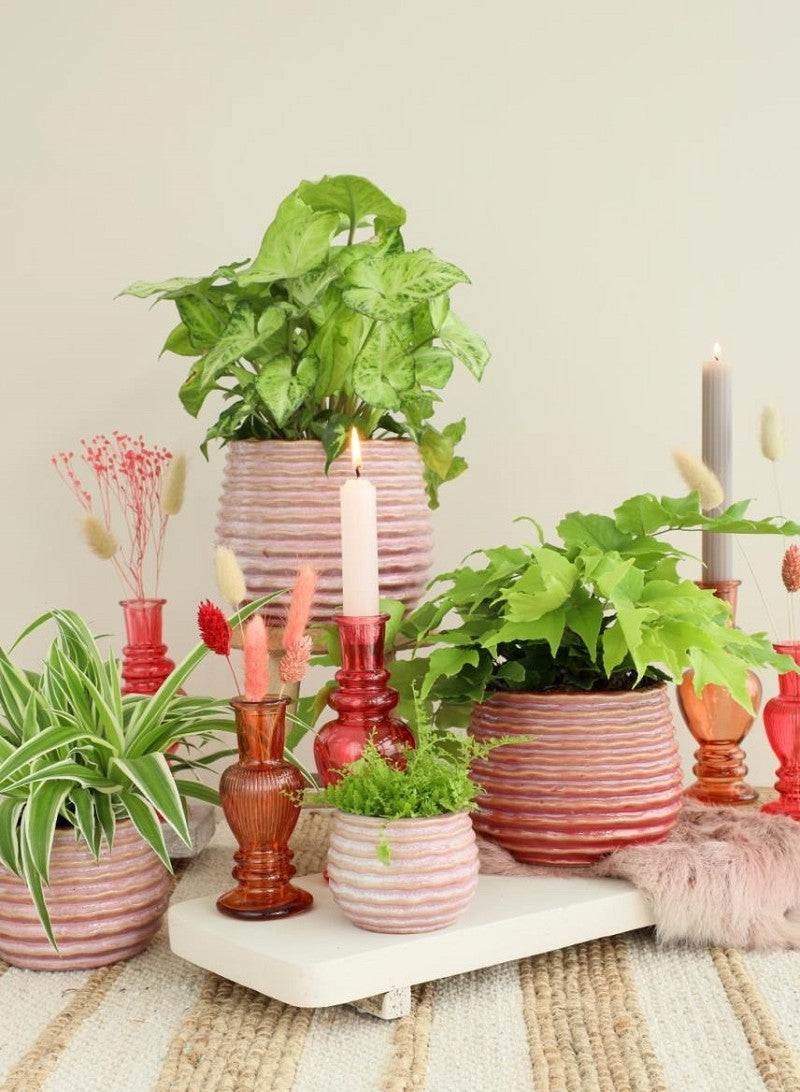 Topf Rosa Karmin Rise Ø13 x h: 15,5 cm (4 Stück) [IFS-33985]