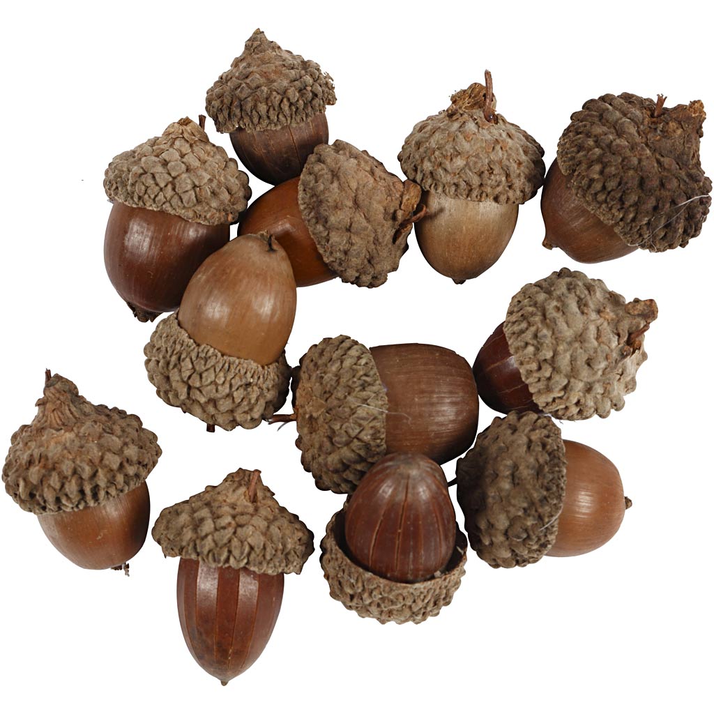 Acorn, 12 pc