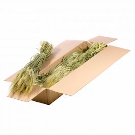 Trockenblumen natürliches Grün Gerst (Hordeum) (1 Bündel) [RU-00190.000.9]