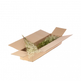 Trockenblumen natürliches Weiß Gypsophila Dried (1 Bündel) [RU-00194.000.9]