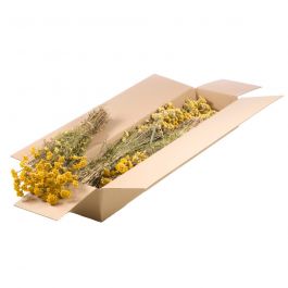 Trockenblumen natürliches Gelb Lona (1 Bündel) [RU-00340.000.9]