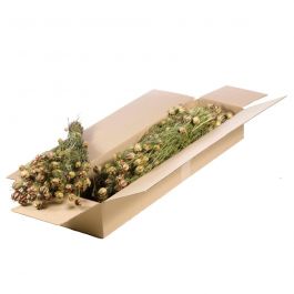 Trockenblumen natürliches Grün Nigella (1 Bündel) [RU-00390.000.9]