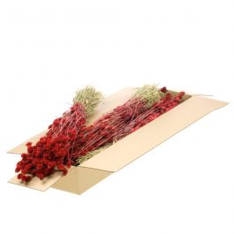 Trockenblumen Grün/Rot Phalaris (1 Bündel) [RU-00456.062.9]