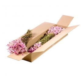 Trockenblumen natürliches Pink Rodanthe (1 Bündel) [RU-00512.000.9]