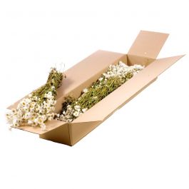 Trockenblumen natürliches Weiß Rodanthe (1 Bündel) [RU-00514.000.9]
