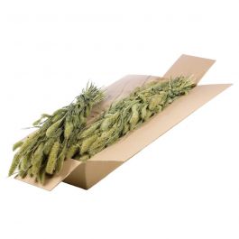 Trockenblumen natürliches Grün Setarea (1 Bündel) [RU-00544.000.9]