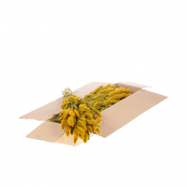 Trockenblumen Gelb Setarea (1 Bündel) [RU-00544.032.9]