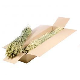 Trockenblumen natürliches Grün Tarwe (Triticum) (1 Bündel) [RU-00574.000.9]