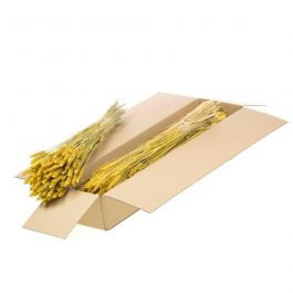 Trockenblumen Gelb Tarwe (Triticum) (1 Bündel) [RU-00574.032.9]