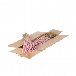 Trockenblumen Pink Misty Tarwe (Triticum) (1 Bündel) [RU-00574.057.9]