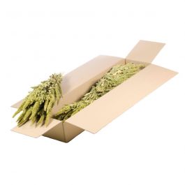 Trockenblumen natürliches Grün Amaranthus (1 Bündel) [RU-01599.000.9]