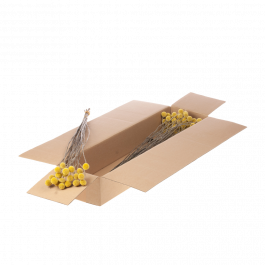 Trockenblumen natürliches Gelb Craspedia (1 Bündel) [RU-01941.000.9]