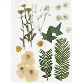 Gepresste Blüten und Blätter, Naturweiß, 1 Pck [HOB-504473]