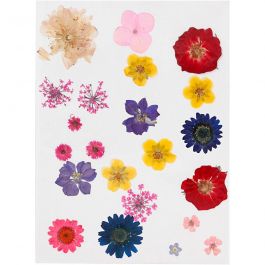 Gepresste Blüten und Blätter, Sortierte Farben, 1 Pck [HOB-504475]