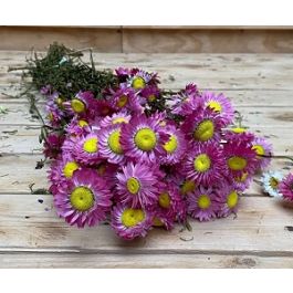 Trockenblumen natürliches Pink Acroclinium (1 Bündel) [RU-00021.000.9]
