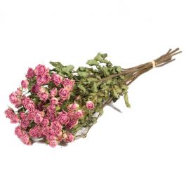 Trockenblumen Roses spray Natürliches Hellrosa (1 Bündel) [RU-01594.000.9]