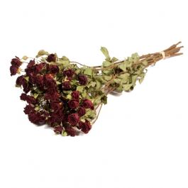 Trockenblumen Roses spray Natürliches Dunkelrot (1 Bündel) [RU-01596.000.9]