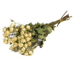Trockenblumen Roses spray Natürliches weiß (1 Bündel) [RU- 01597.000.9]